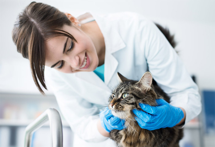 Можно ли стерилизовать кошку на дому